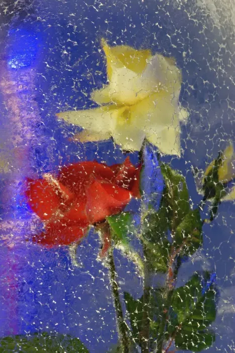 Framed Print : Yellow and red roses frozen in block of ice, Glacier Palace, Klein Matterhorn, near Zermatt Framed Print : Yellow and red roses frozen in block of ice, Glacier Palace, Klein Matterhorn, near Zermatt