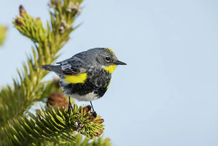 Framed Print : Yellow-rumped warbler, Audubon's warbler, Washington State, Olympic Peninsula, USA Framed Print : Yellow-rumped warbler, Audubon's warbler, Washington State, Olympic Peninsula, USA
