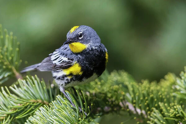 Yellow-rumped warbler, Audubon's warbler, Washington State, Olympic Peninsula, USA
