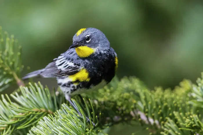 Framed Print : Yellow-rumped warbler, Audubon's warbler, Washington State, Olympic Peninsula, USA
