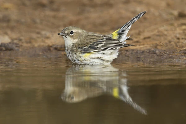 Yellow-rumped Warbler (Dendroica coronata) bathing in pond, winter