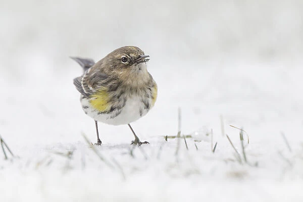 Yellow-rumped warbler foraging in snow