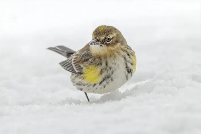 Framed Print : Yellow-rumped warbler foraging in snow