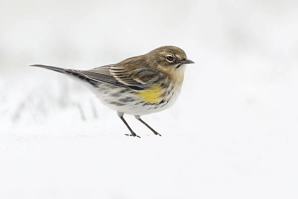 Yellow-rumped warbler on the ground feeding in winter