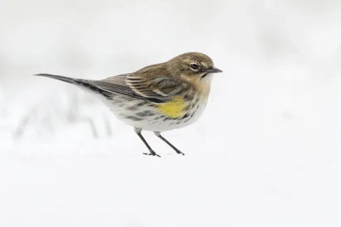 Framed Print : Yellow-rumped warbler on the ground feeding in winter