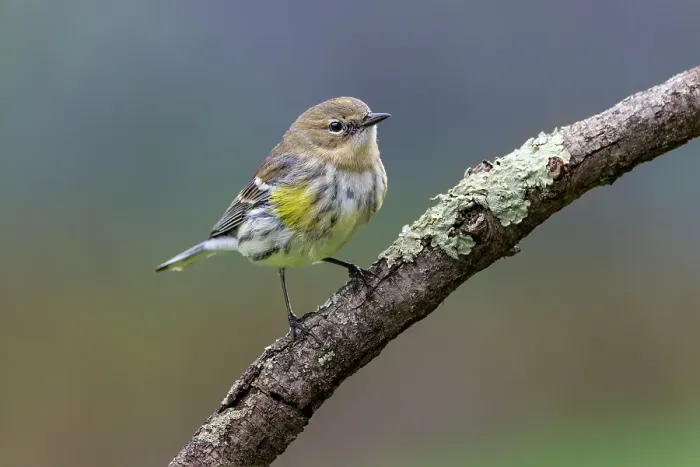 Framed Print : Yellow-rumped warbler in winter plumage, Kentucky Framed Print : Yellow-rumped warbler in winter plumage, Kentucky