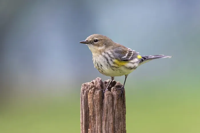 Framed Print : Yellow-rumped warbler in winter plumage, Kentucky