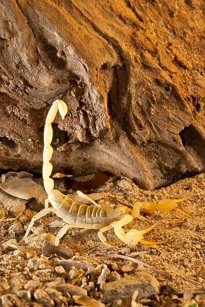 Yellow Sand Scorpion, Smeringenus mesaensis, Native to Africa