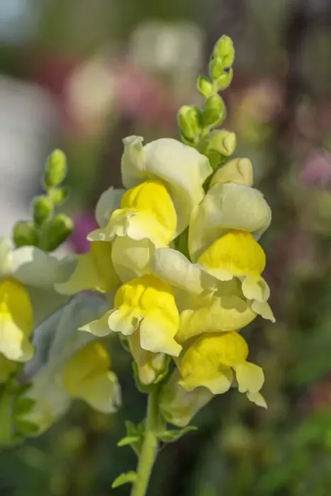Framed Print : Yellow Snapdragon Framed Print : Yellow Snapdragon