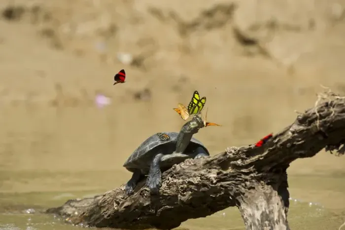Framed Print : Yellow-spotted River Turtle (Podocnemis unifilis) & Butterflies, Yasuni National Park Framed Print : Yellow-spotted River Turtle (Podocnemis unifilis) & Butterflies, Yasuni National Park