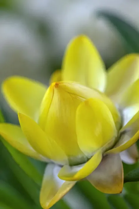 Framed Print : Yellow Strawflower