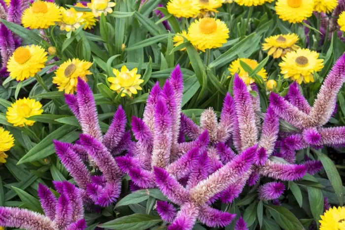 Framed Print : Yellow strawflowers and purple Celosia in garden, USA Framed Print : Yellow strawflowers and purple Celosia in garden, USA