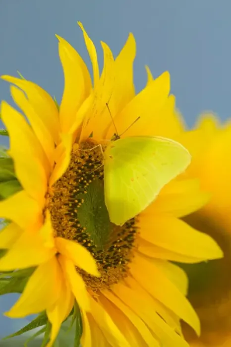 Framed Print : Yellow Sulfur Butterfly Framed Print : Yellow Sulfur Butterfly
