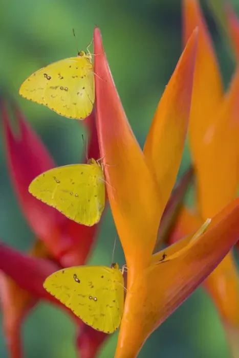 Framed Print : Yellow Sulfur Butterfly