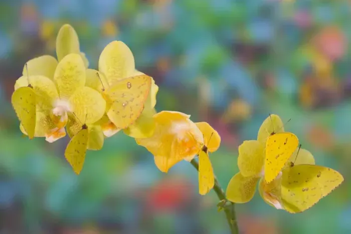 Framed Print : Six Yellow Sulfur Butterfly hanging on yellow orchid Framed Print : Six Yellow Sulfur Butterfly hanging on yellow orchid