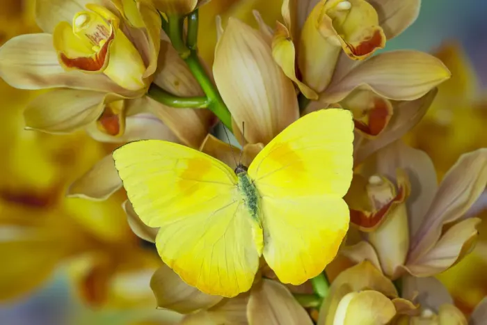 Framed Print : Yellow sulfur butterfly on large golden cymbidium orchid Framed Print : Yellow sulfur butterfly on large golden cymbidium orchid