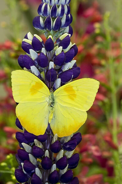 Yellow sulfur butterfly on lupine, Bandon, Oregon
