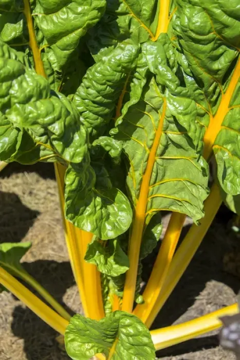 Framed Print : Yellow Swiss Chard, USA Framed Print : Yellow Swiss Chard, USA
