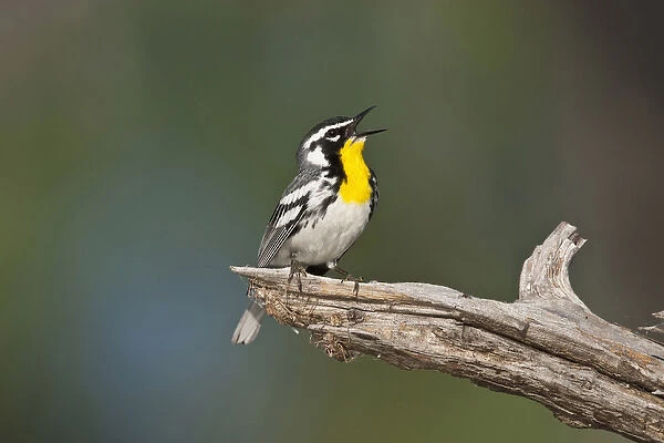 Yellow-throated Warbler (Dendroica dominica) adult male singing on breeding territory