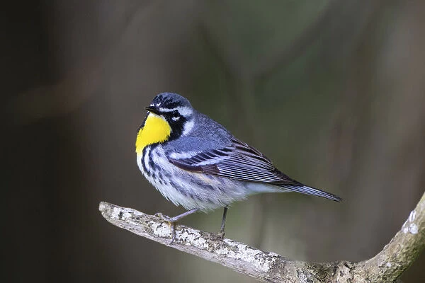 Yellow-throated warbler (Dendroica dominica) perched