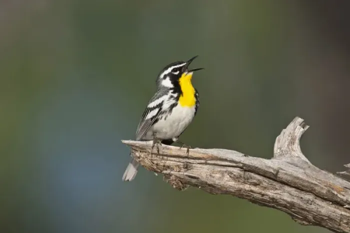 Framed Print : Yellow-throated Warbler (Dendroica dominica) adult male singing on breeding territory