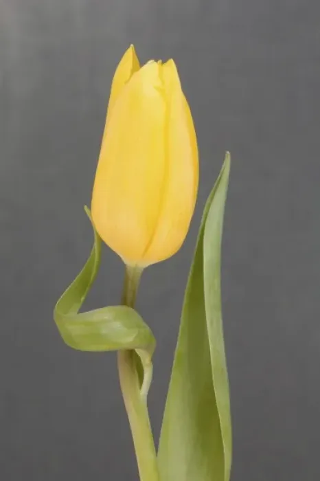 Framed Print : Yellow tulip