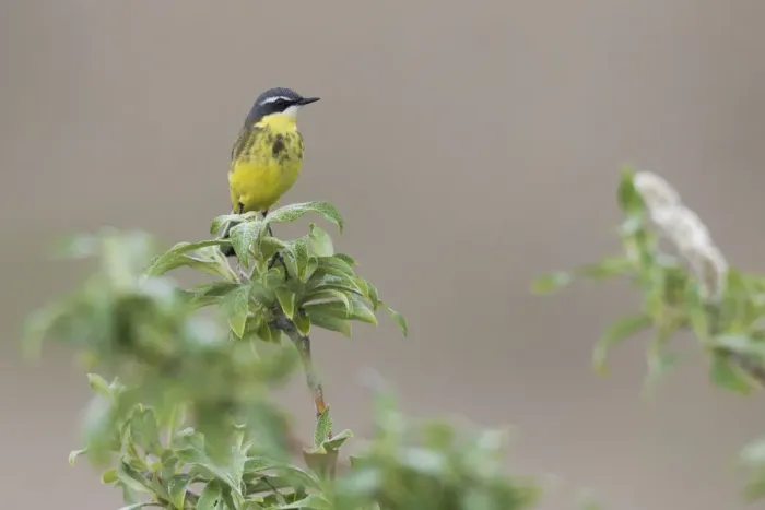 Framed Print : Yellow Wagtail Framed Print : Yellow Wagtail