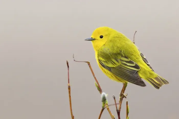 Framed Print : Yellow Warbler Framed Print : Yellow Warbler