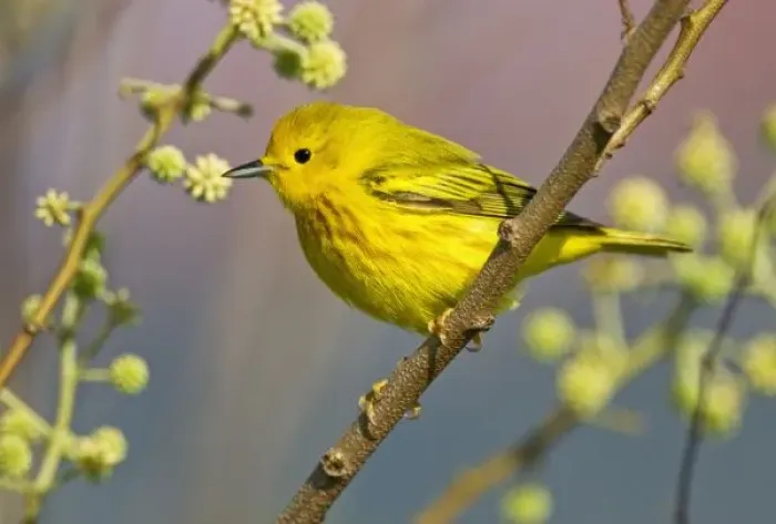 Framed Print : Yellow Warbler Framed Print : Yellow Warbler