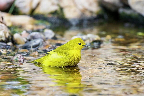Yellow Warbler bathing, Marion County, Illinois