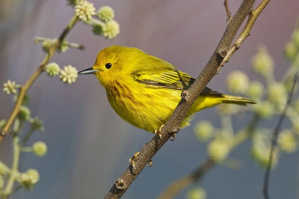 Yellow Warbler (Dendroica petechia) male feeding on insects during spring migration
