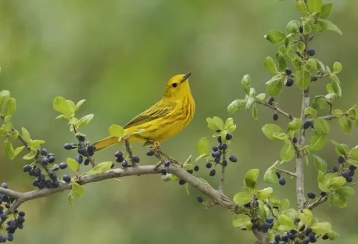 Framed Print : Yellow Warbler (Dendroica petechia), adult male perched on Elbow bush (Forestiera Framed Print : Yellow Warbler (Dendroica petechia), adult male perched on Elbow bush (Forestiera