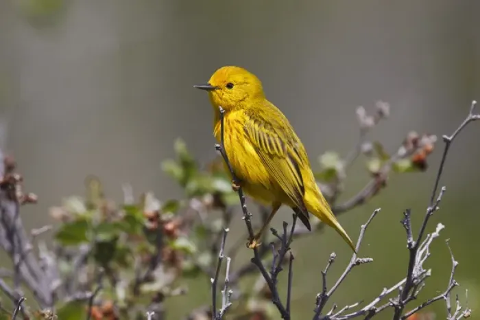 Framed Print : Yellow Warbler (Dendroica petechia) adult male, Wyoming, spring Framed Print : Yellow Warbler (Dendroica petechia) adult male, Wyoming, spring