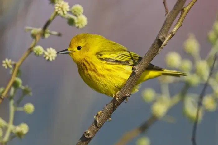 Framed Print : Yellow Warbler (Dendroica petechia) male feeding on insects during spring migration