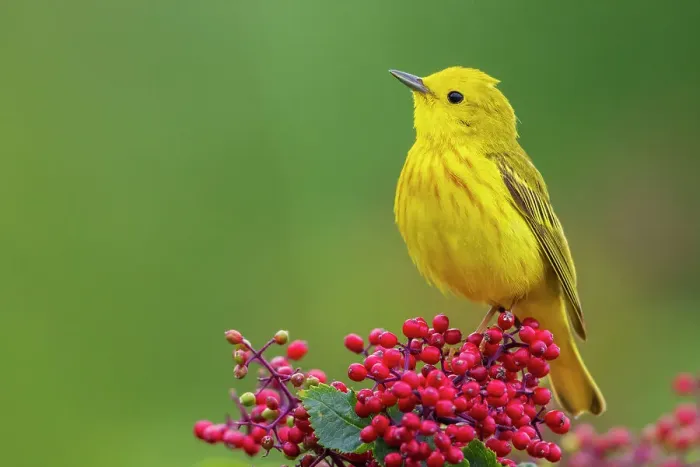 Framed Print : Yellow warbler, Hawthorn berries in Skagit Valley, Washington State, USA Framed Print : Yellow warbler, Hawthorn berries in Skagit Valley, Washington State, USA