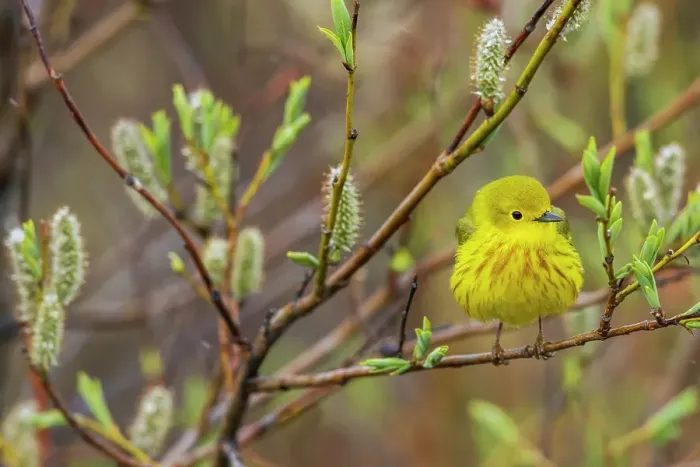 Framed Print : Yellow warbler pausing in the shelter of a willow bush, Alaska Framed Print : Yellow warbler pausing in the shelter of a willow bush, Alaska