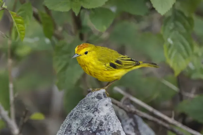 Framed Print : Yellow warbler. San Cristobal Island, Galapagos Islands, Ecuador Framed Print : Yellow warbler. San Cristobal Island, Galapagos Islands, Ecuador