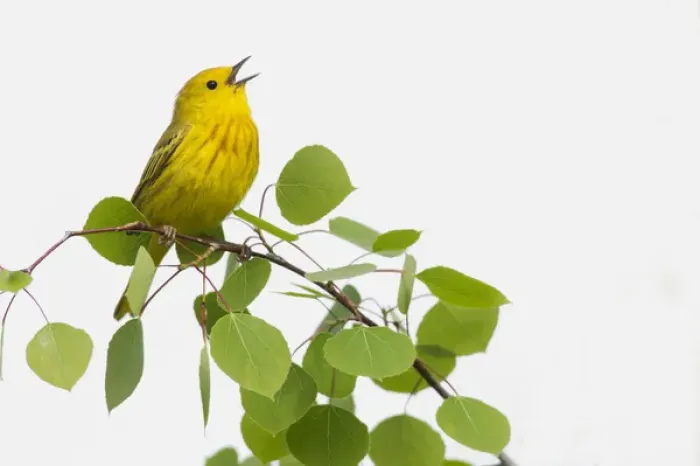 Framed Print : Yellow Warbler Singing Framed Print : Yellow Warbler Singing