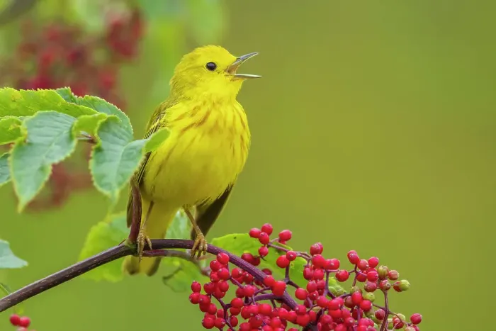 Framed Print : Yellow warbler singing on Hawthorn berry bush, Skagit Valley, Washington State, USA Framed Print : Yellow warbler singing on Hawthorn berry bush, Skagit Valley, Washington State, USA