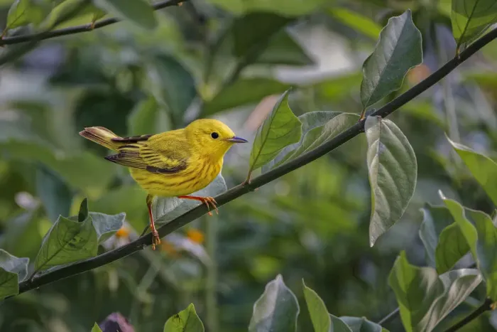 Framed Print : Yellow warbler, South Padre Island, Texas