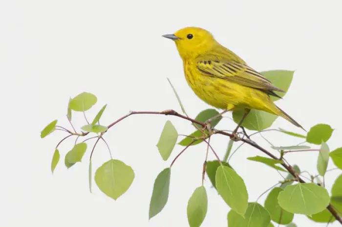 Framed Print : Yellow Warbler; Spring Aspen Leaves Framed Print : Yellow Warbler; Spring Aspen Leaves