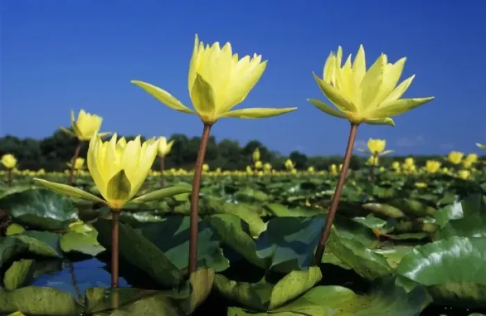 Framed Print : Yellow Waterlily, Nymphaea mexicana, blooming in lake, Welder Wildlife Refuge, Sinton Framed Print : Yellow Waterlily, Nymphaea mexicana, blooming in lake, Welder Wildlife Refuge, Sinton