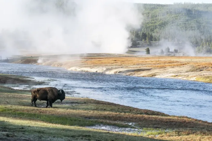 Framed Print : Yellowstone National Park. An American bison bull stands next to the Firehole River