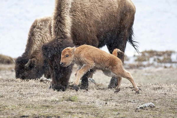 Yellowstone National Park. American bison calf runs and playing in the snow squall