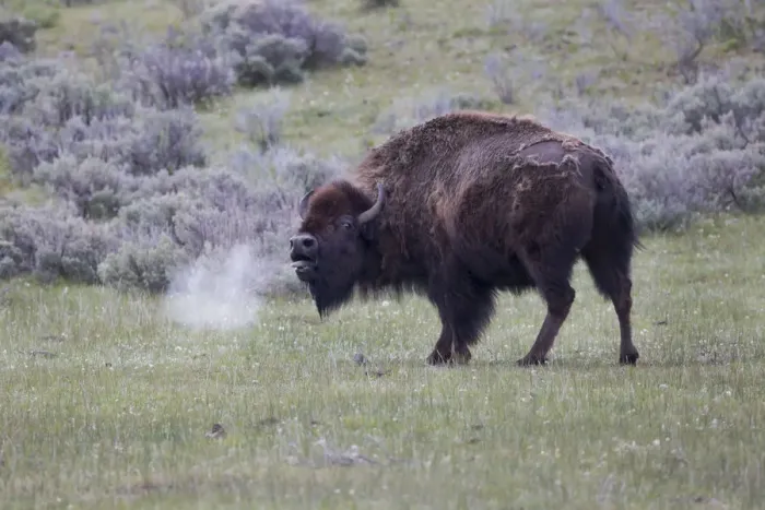 Framed Print : Yellowstone National Park. An American bison cow acts in a frenzied manner Framed Print : Yellowstone National Park. An American bison cow acts in a frenzied manner