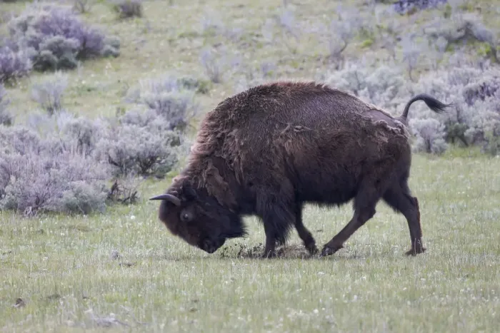 Framed Print : Yellowstone National Park. An American bison cow acts in a frenzied manner