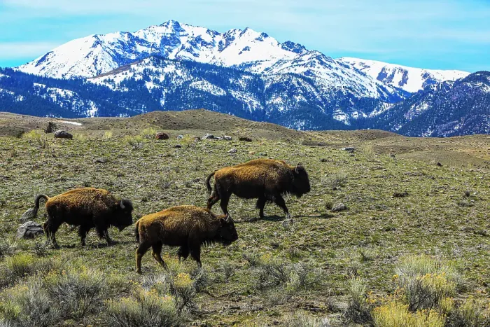 Framed Print : Yellowstone National Park, American Bison trio on plains with snowy Rocky Mountains Framed Print : Yellowstone National Park, American Bison trio on plains with snowy Rocky Mountains