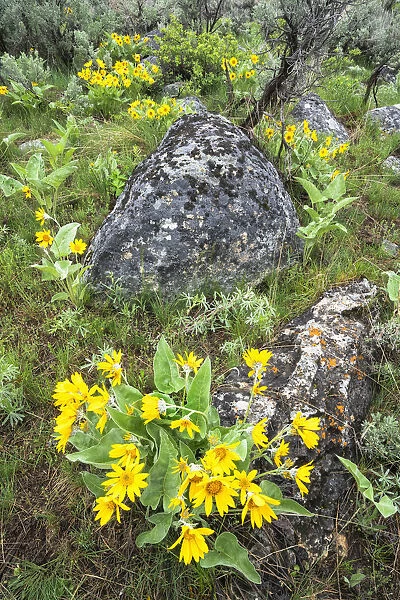 Yellowstone National Park, arrowleaf balsamroot covers the hillsides in the spring