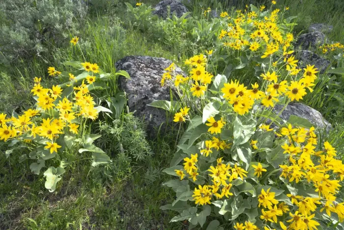 Framed Print : Yellowstone National Park. Arrowleaf balsamroot covers the hillsides in the spring Framed Print : Yellowstone National Park. Arrowleaf balsamroot covers the hillsides in the spring