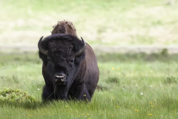 Framed Print : Yellowstone National Park a big bull bison standing among lush green grass Framed Print : Yellowstone National Park a big bull bison standing among lush green grass